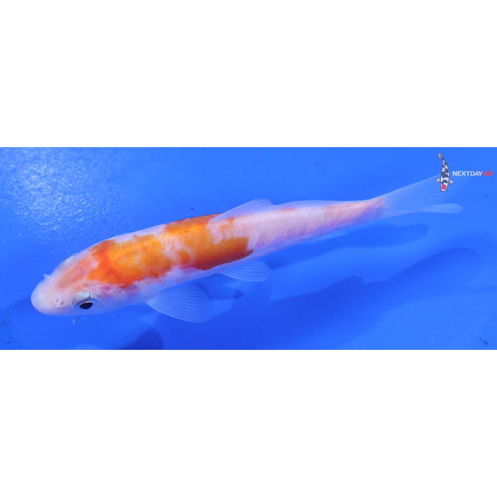 4.5” Imported Doitsu Kohaku