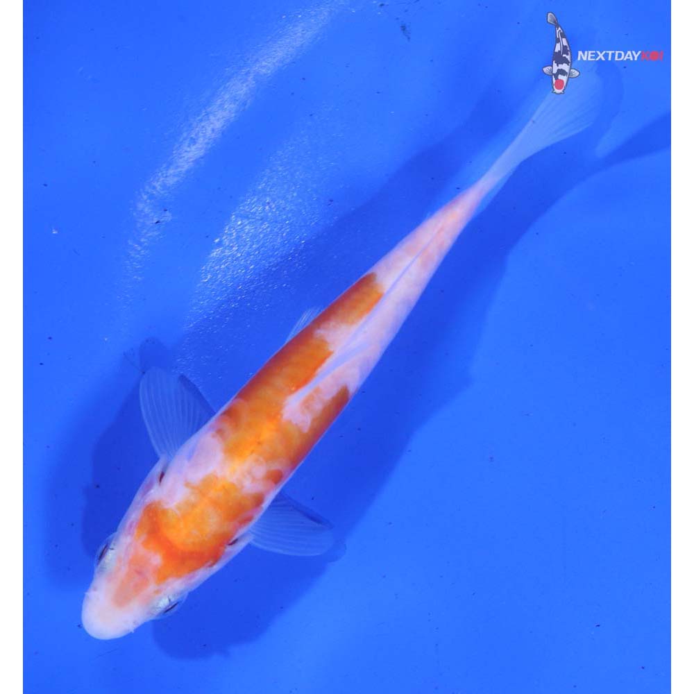 4.5” Imported Doitsu Kohaku