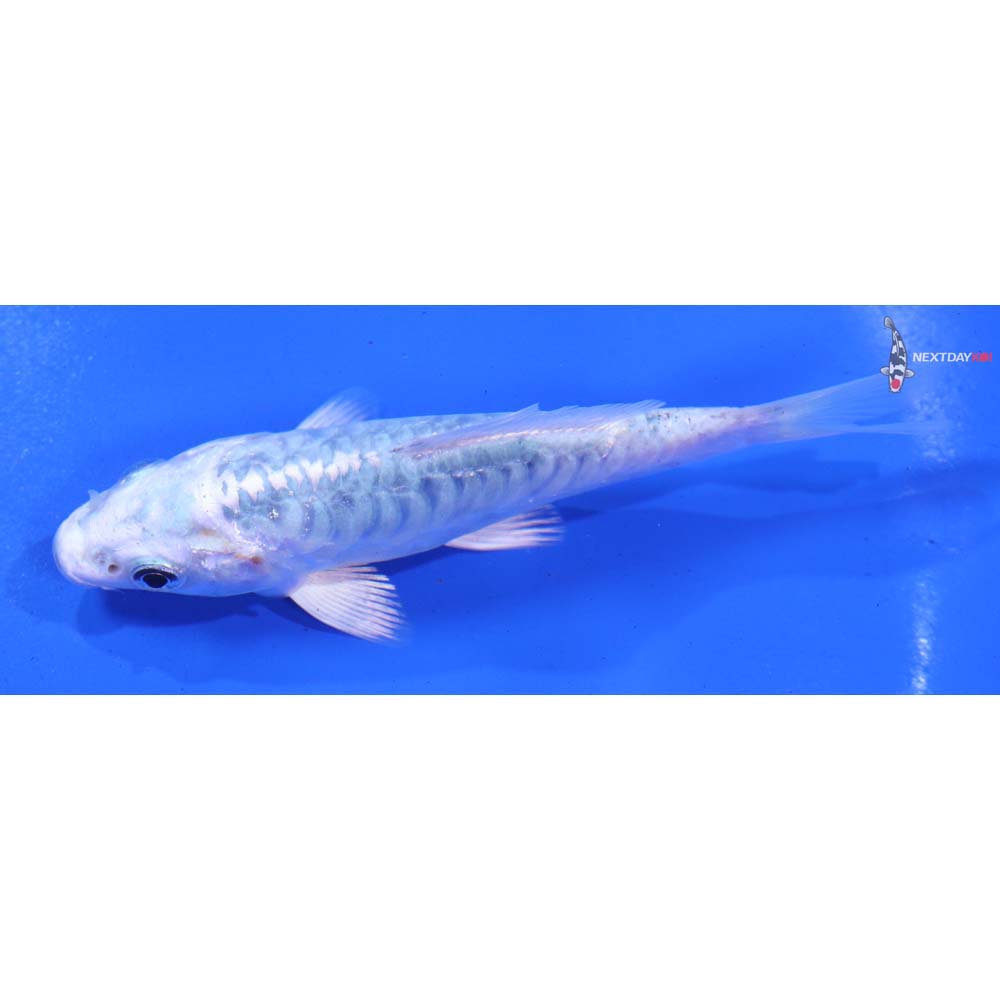 4.5” Imported Armor Scaled Gin Matsuba