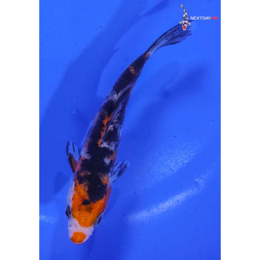 4.5” Imported Sanke