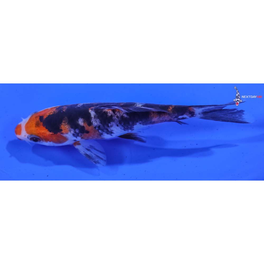 4.5” Imported Sanke