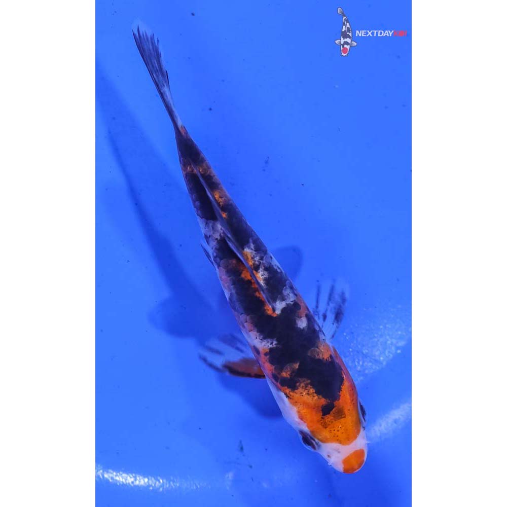 4.5” Imported Sanke