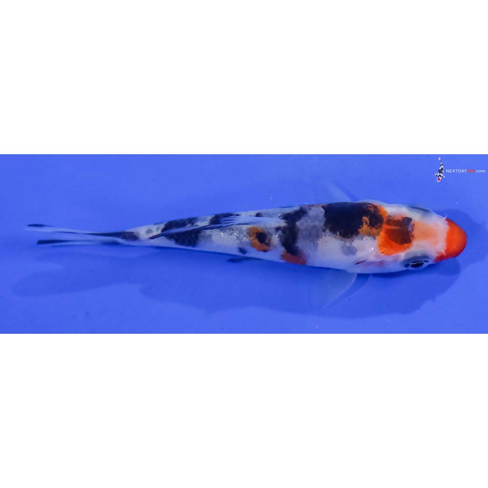 3.5” Imported Sanke