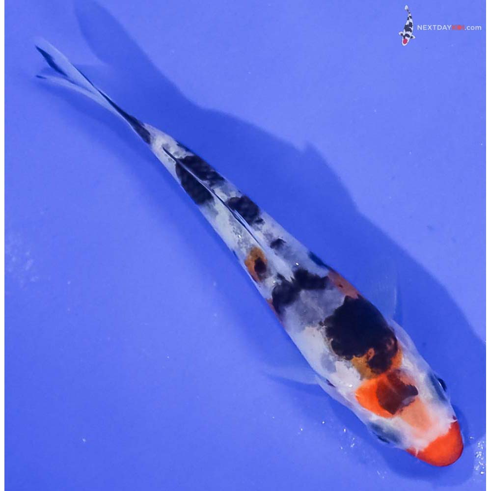 3.5” Imported Sanke