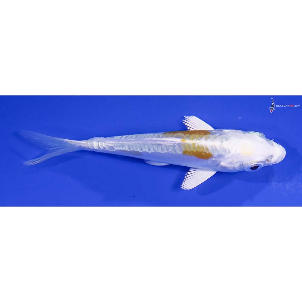 3.5” Imported Doitsu Lemon Hariwake