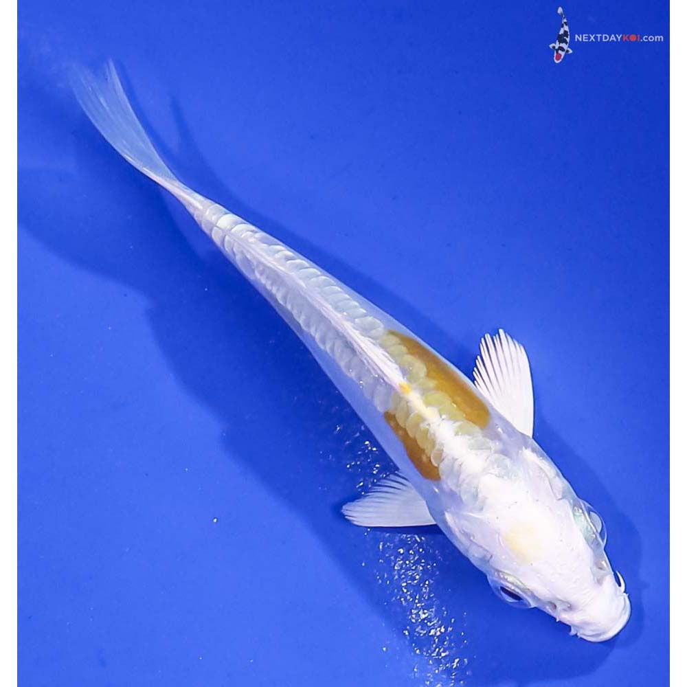 3.5” Imported Doitsu Lemon Hariwake