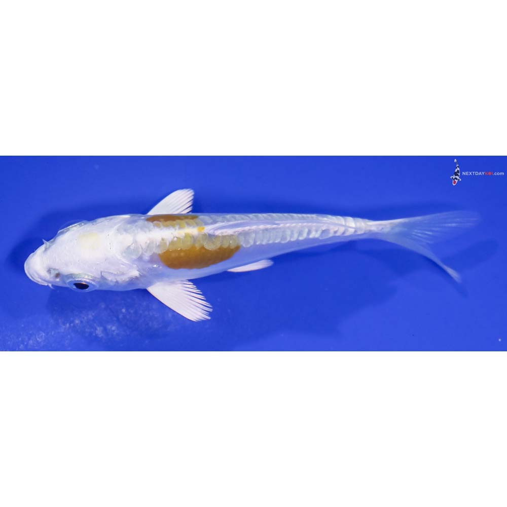 3.5” Imported Doitsu Lemon Hariwake