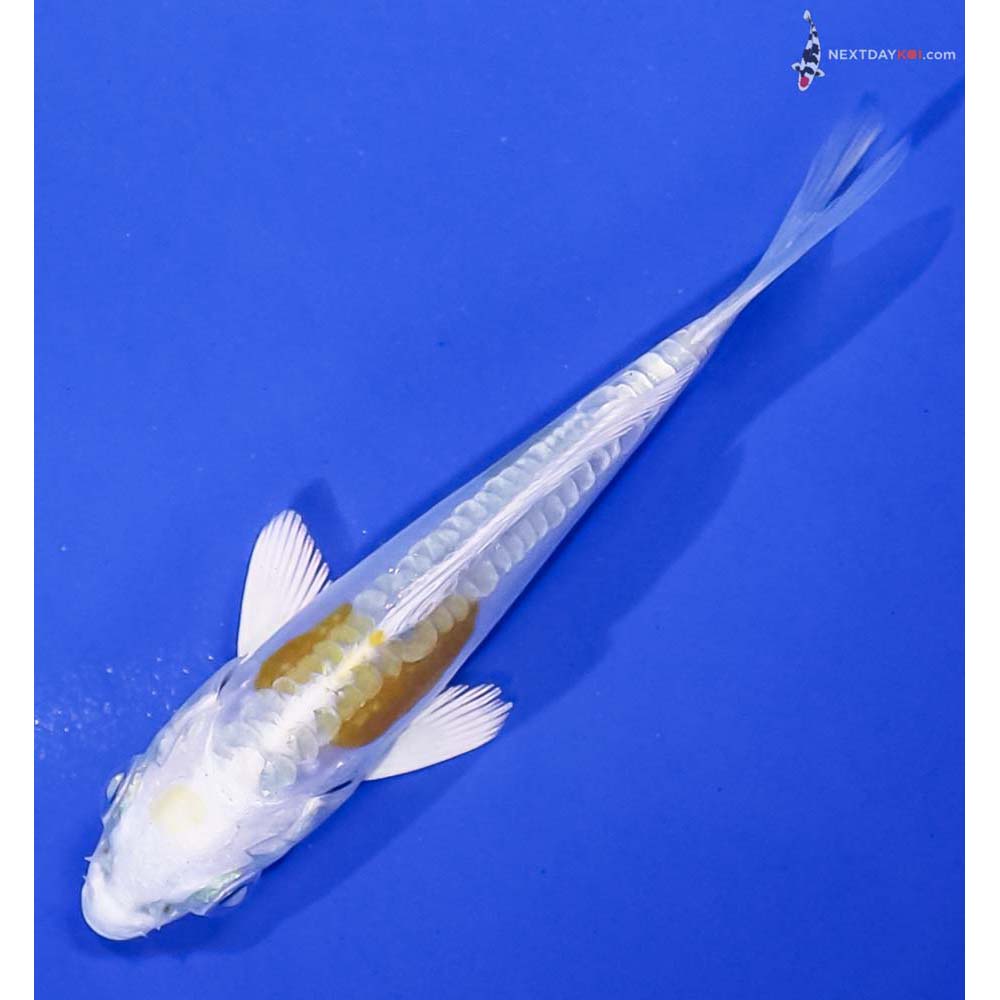 3.5” Imported Doitsu Lemon Hariwake