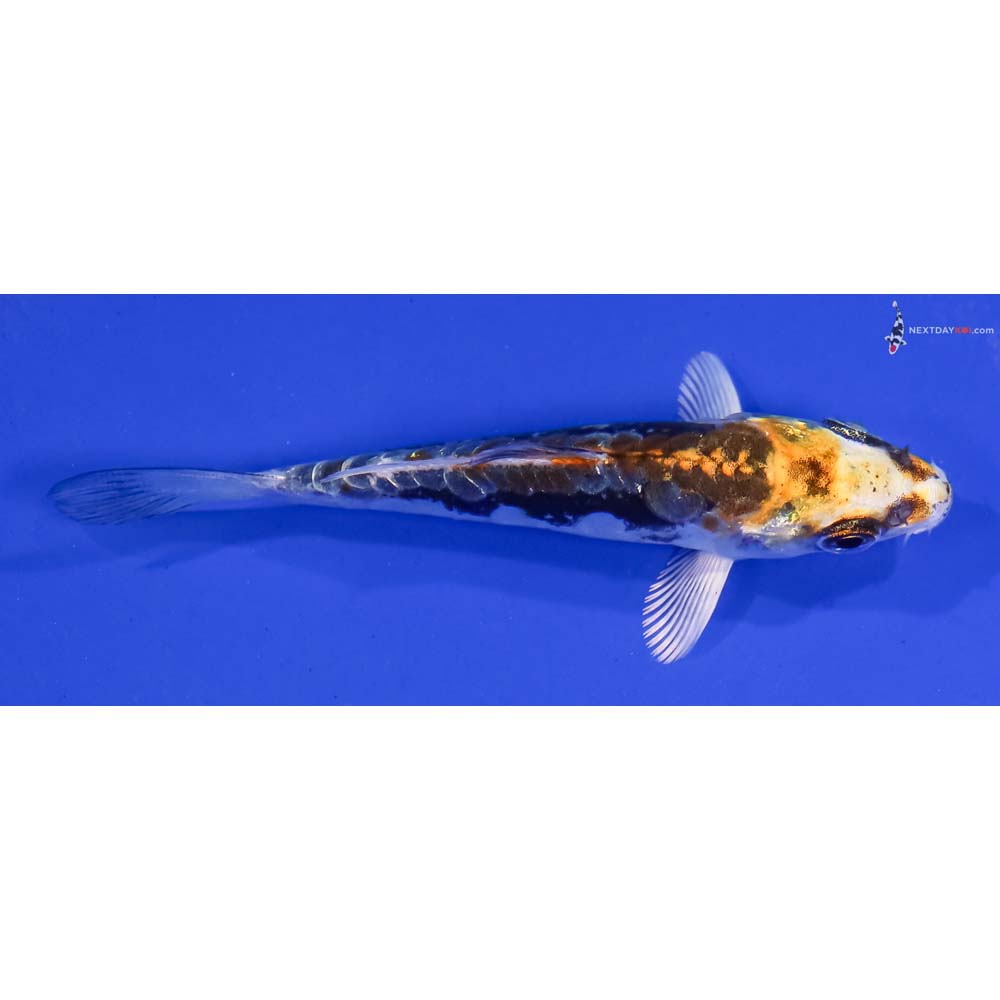 3.5” Imported Kin Kikokuryu