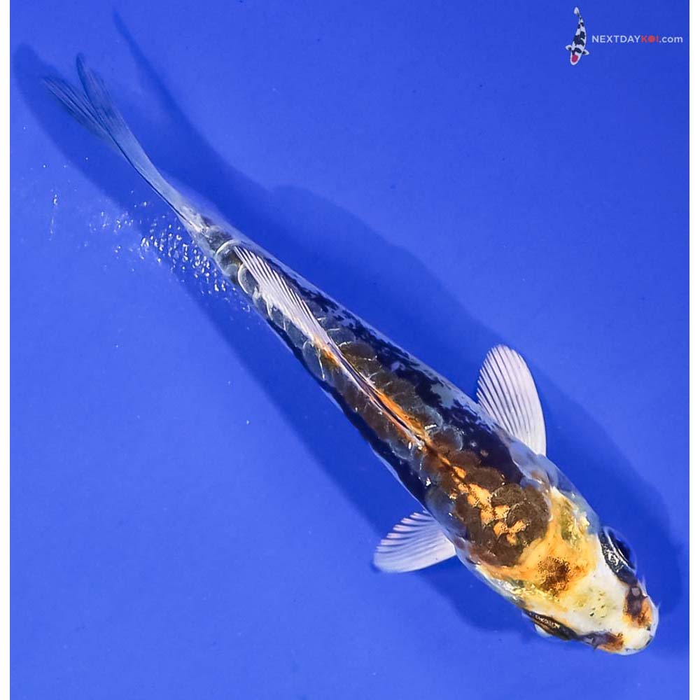 3.5” Imported Kin Kikokuryu