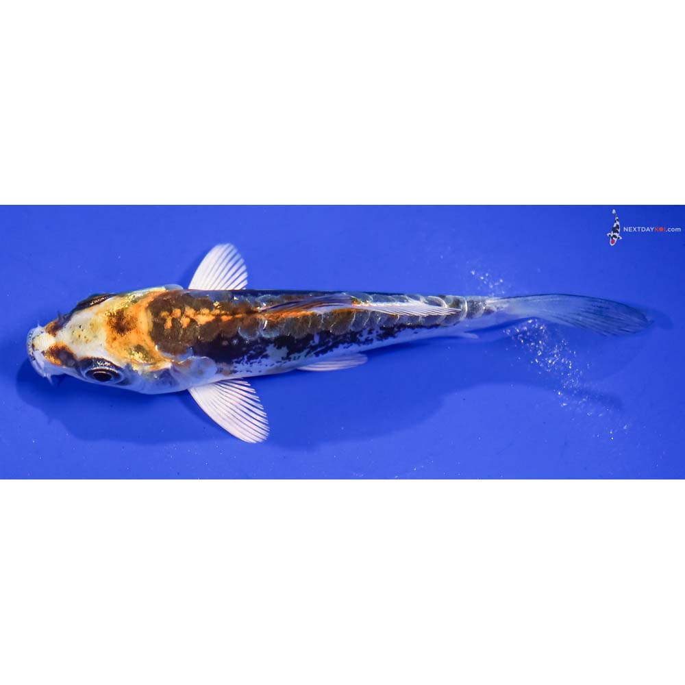 3.5” Imported Kin Kikokuryu