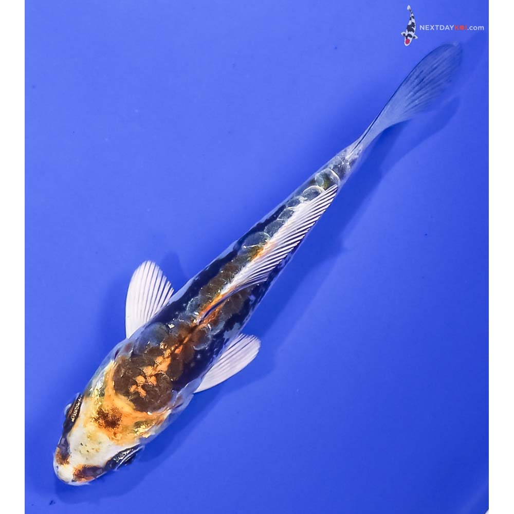 3.5” Imported Kin Kikokuryu