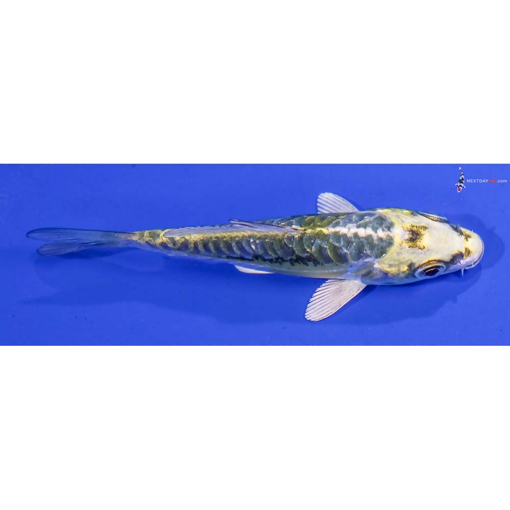 3.5” Imported Kin Kikokuryu