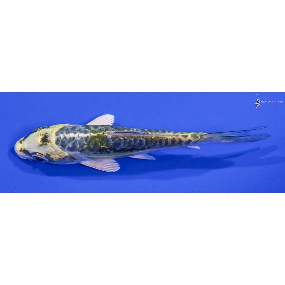 3.5” Imported Kin Kikokuryu