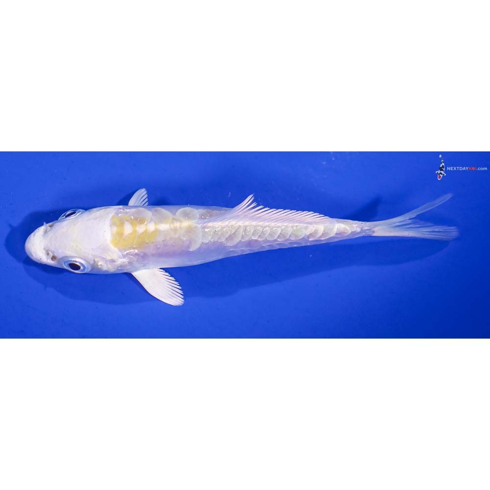 3.5” Imported Doitsu Lemon Hariwake