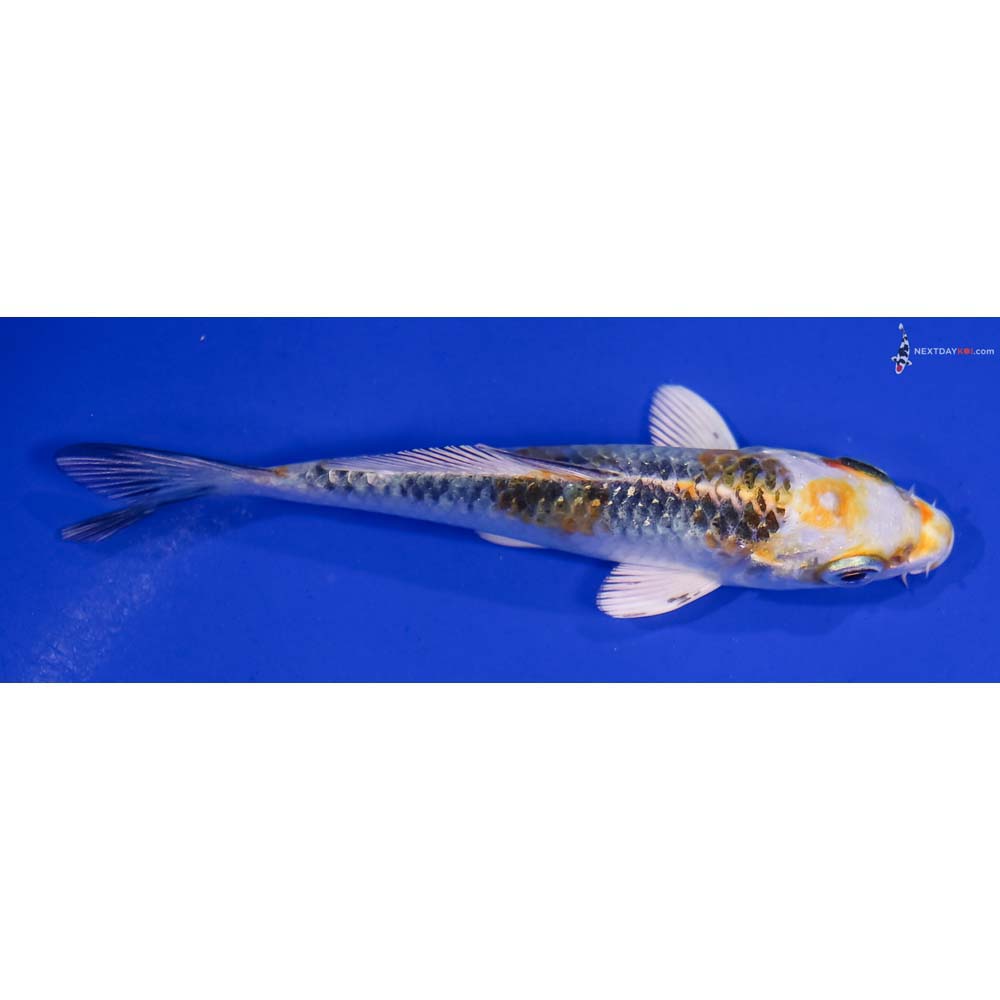 4” Imported Kujaku