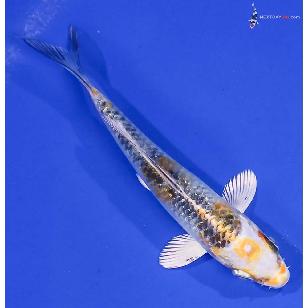 4” Imported Kujaku