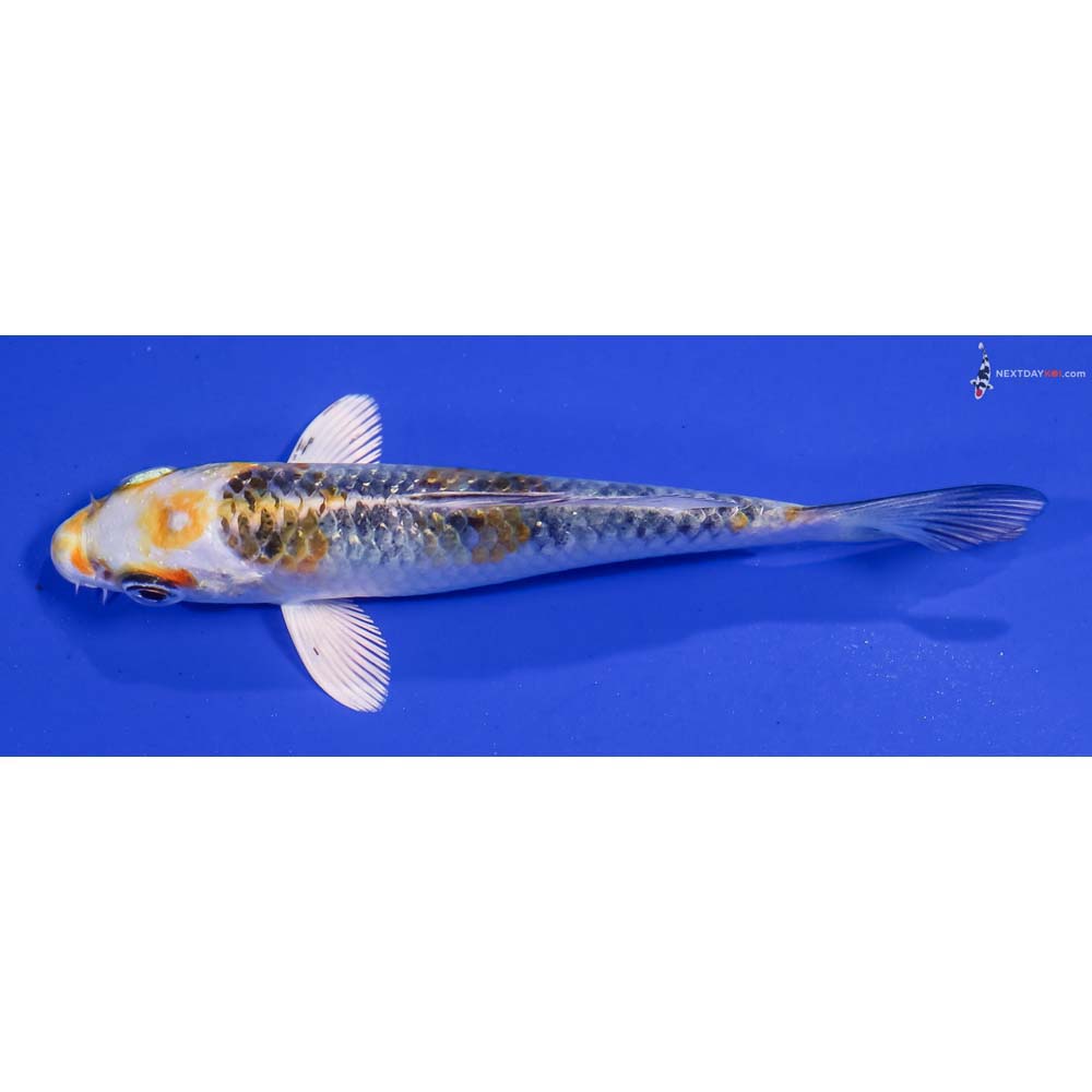 4” Imported Kujaku