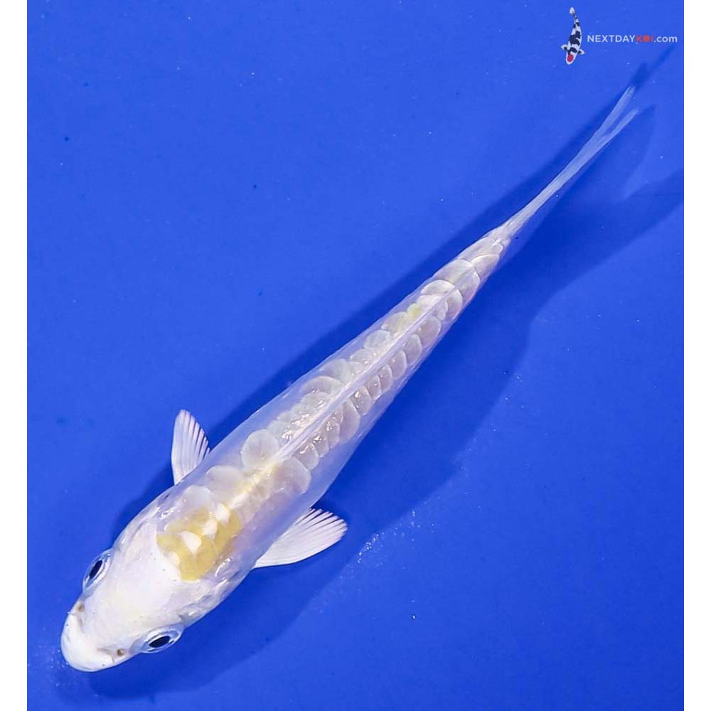 3.5” Imported Doitsu Lemon Hariwake