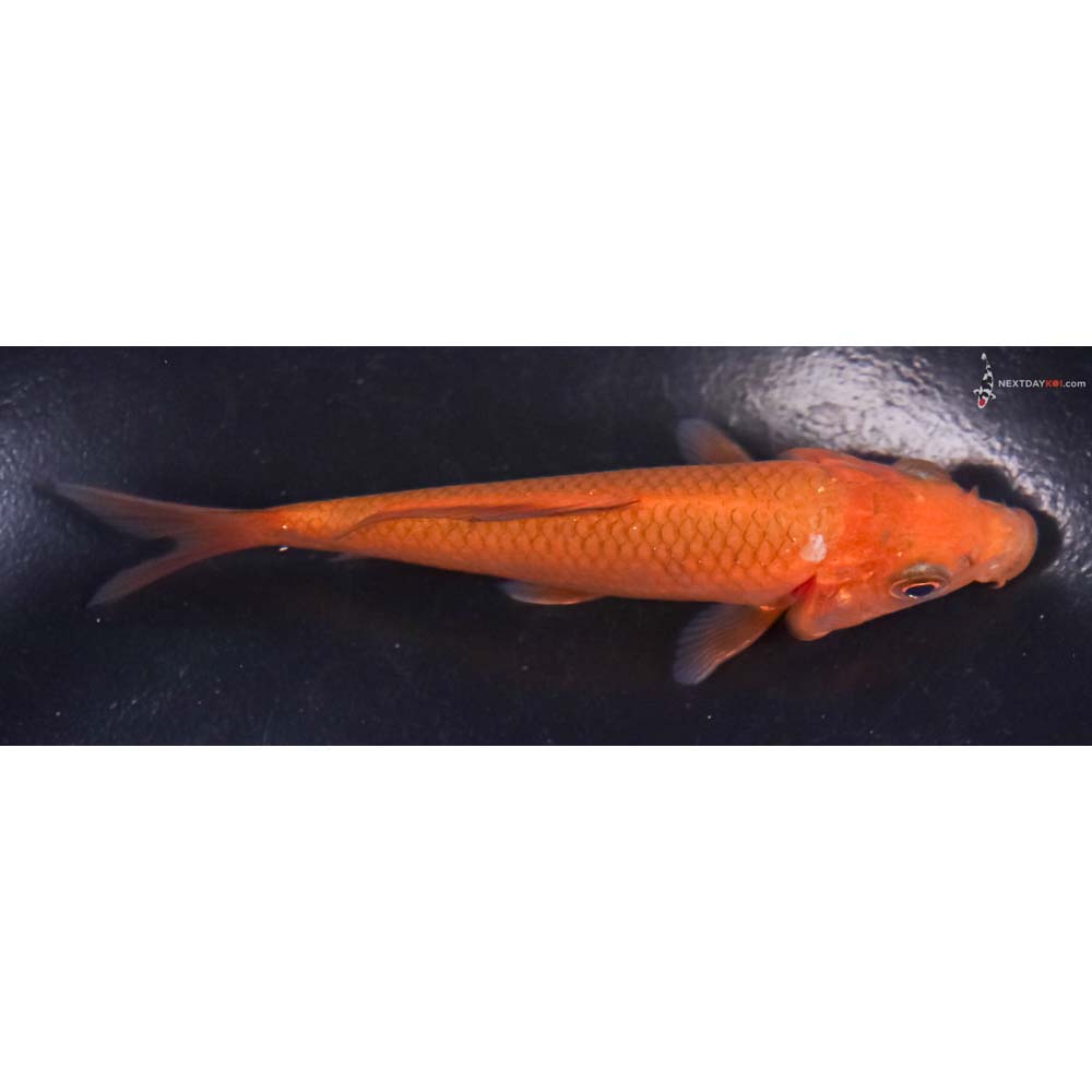 4” Imported Chagoi