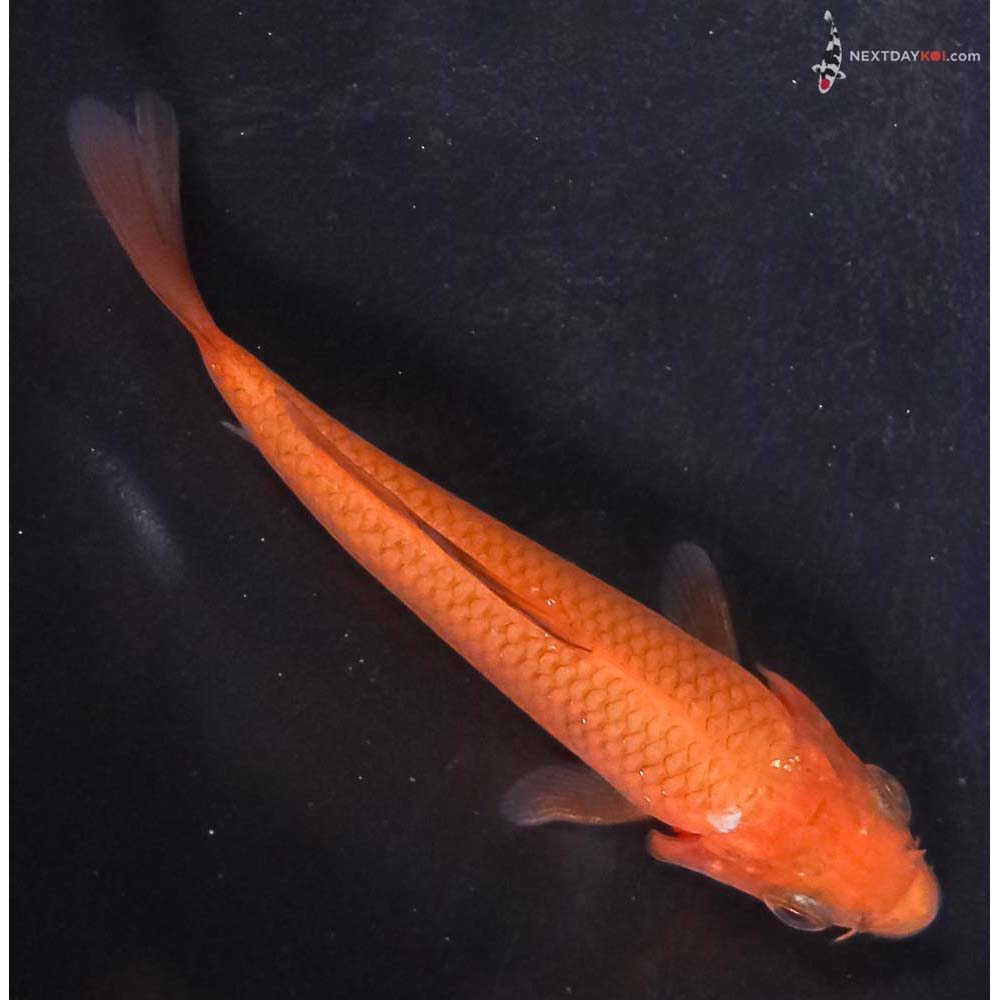 4” Imported Chagoi