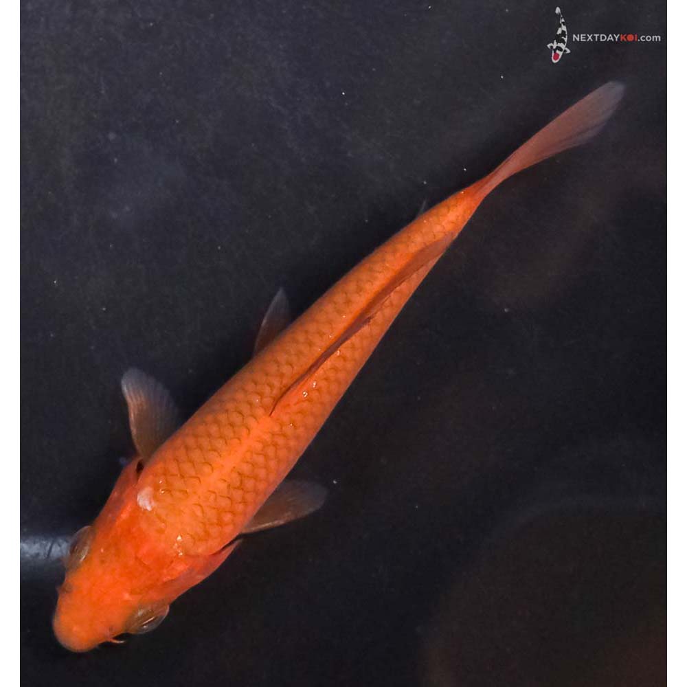 4” Imported Chagoi