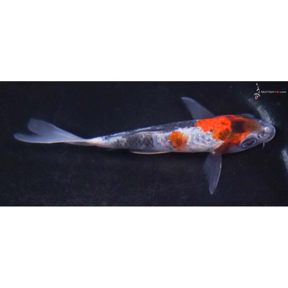 4” Imported Showa Butterfly Koi