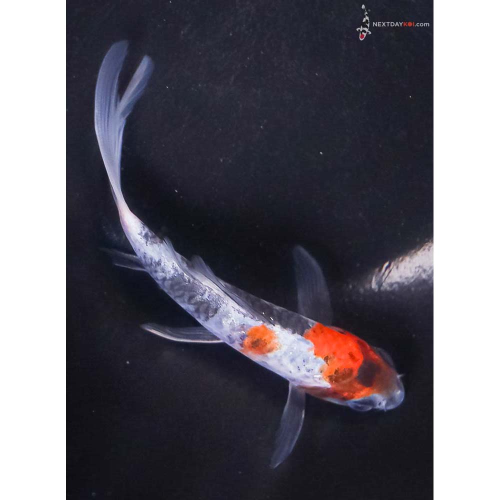 4” Imported Showa Butterfly Koi
