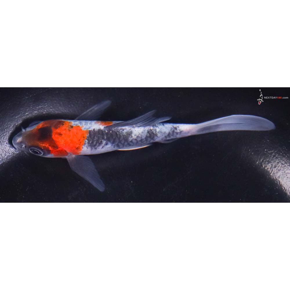 4” Imported Showa Butterfly Koi