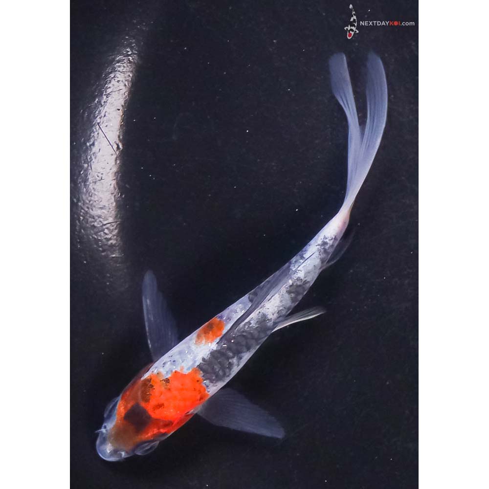 4” Imported Showa Butterfly Koi