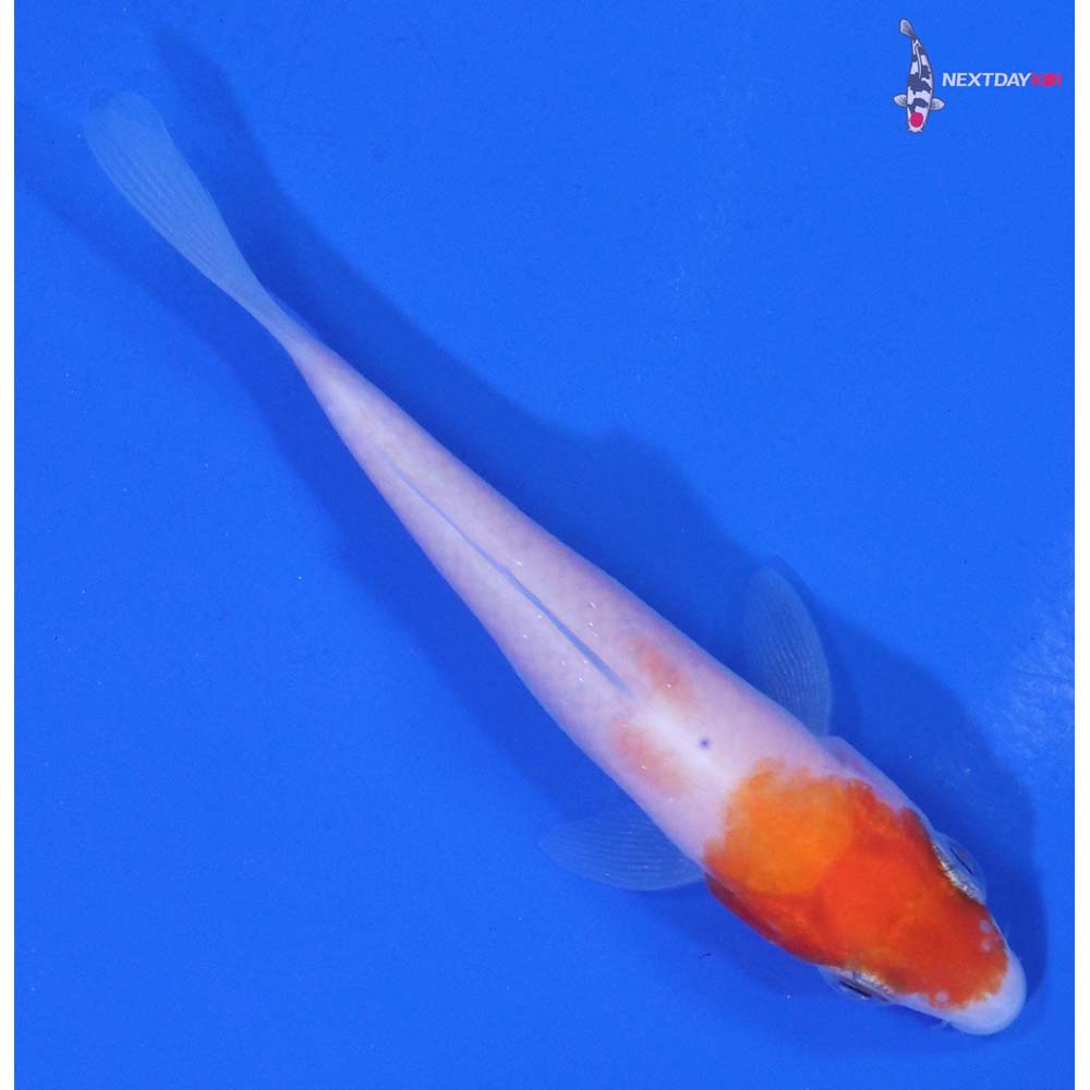 3” Imported Kohaku