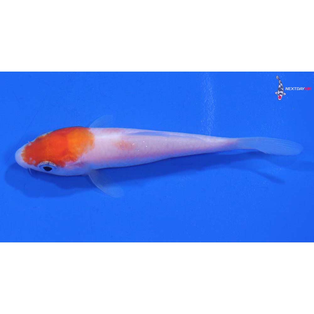 3” Imported Kohaku