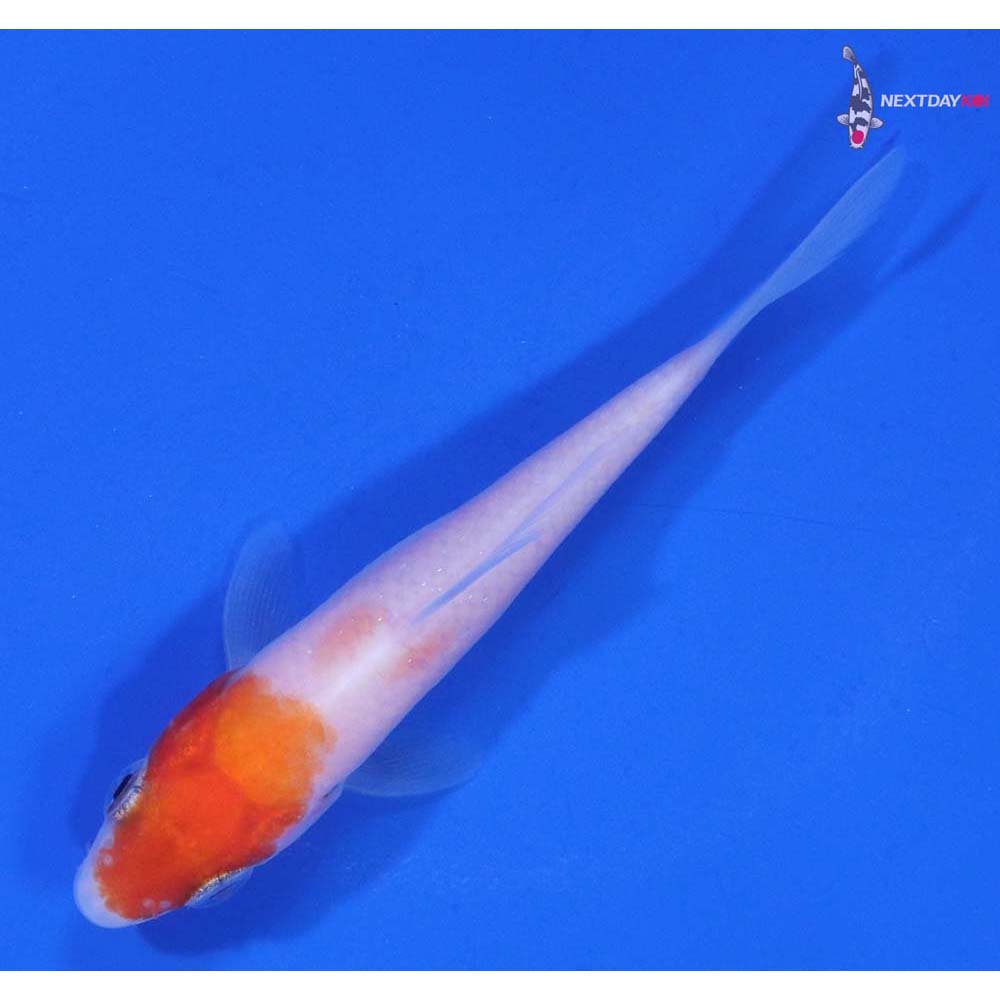 3” Imported Kohaku