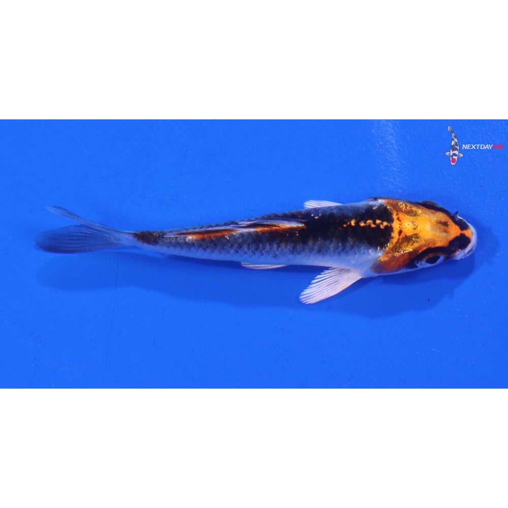 3” Imported Kujaku