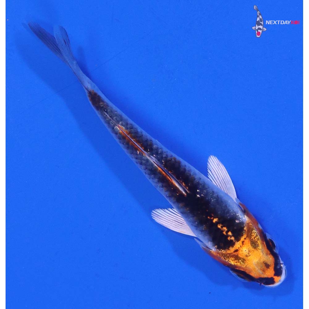 3” Imported Kujaku