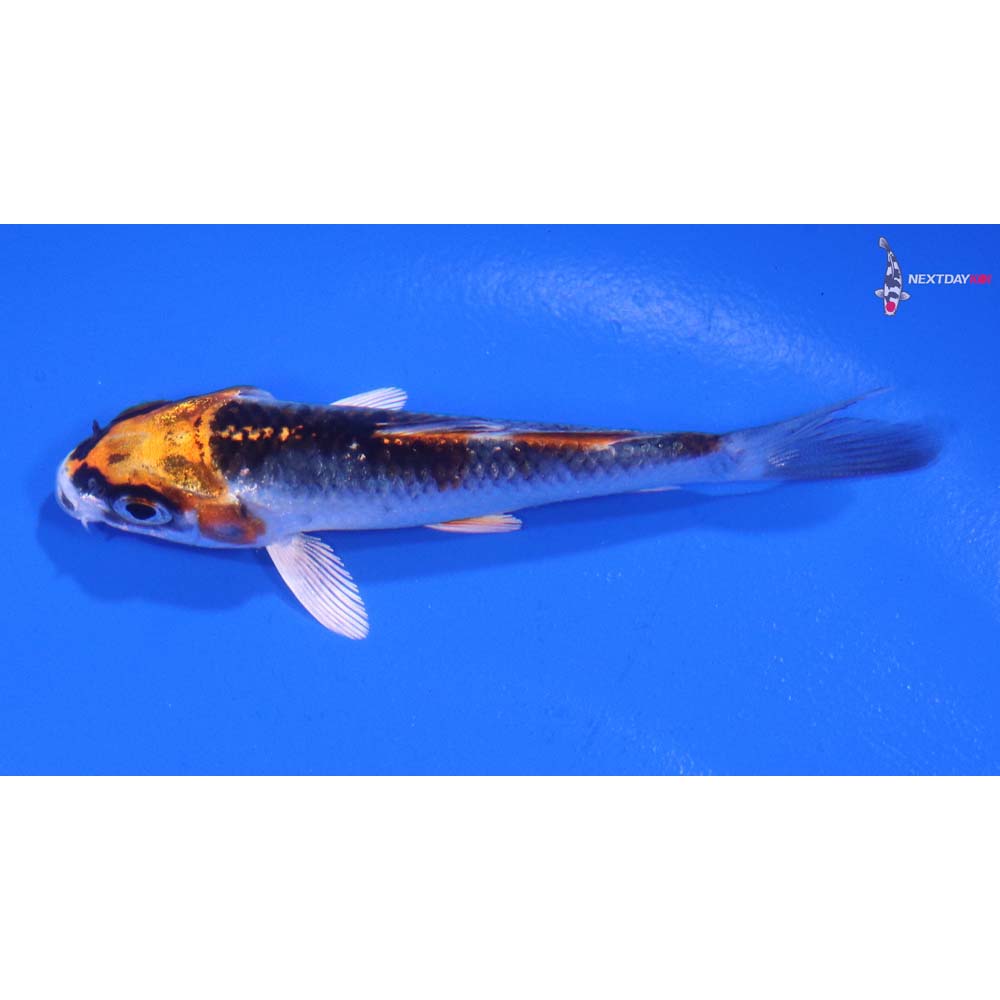 3” Imported Kujaku