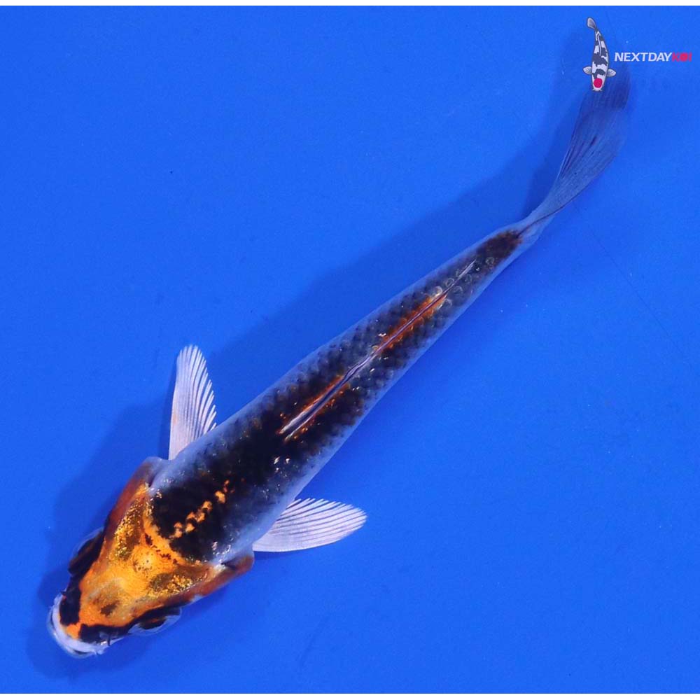 3” Imported Kujaku