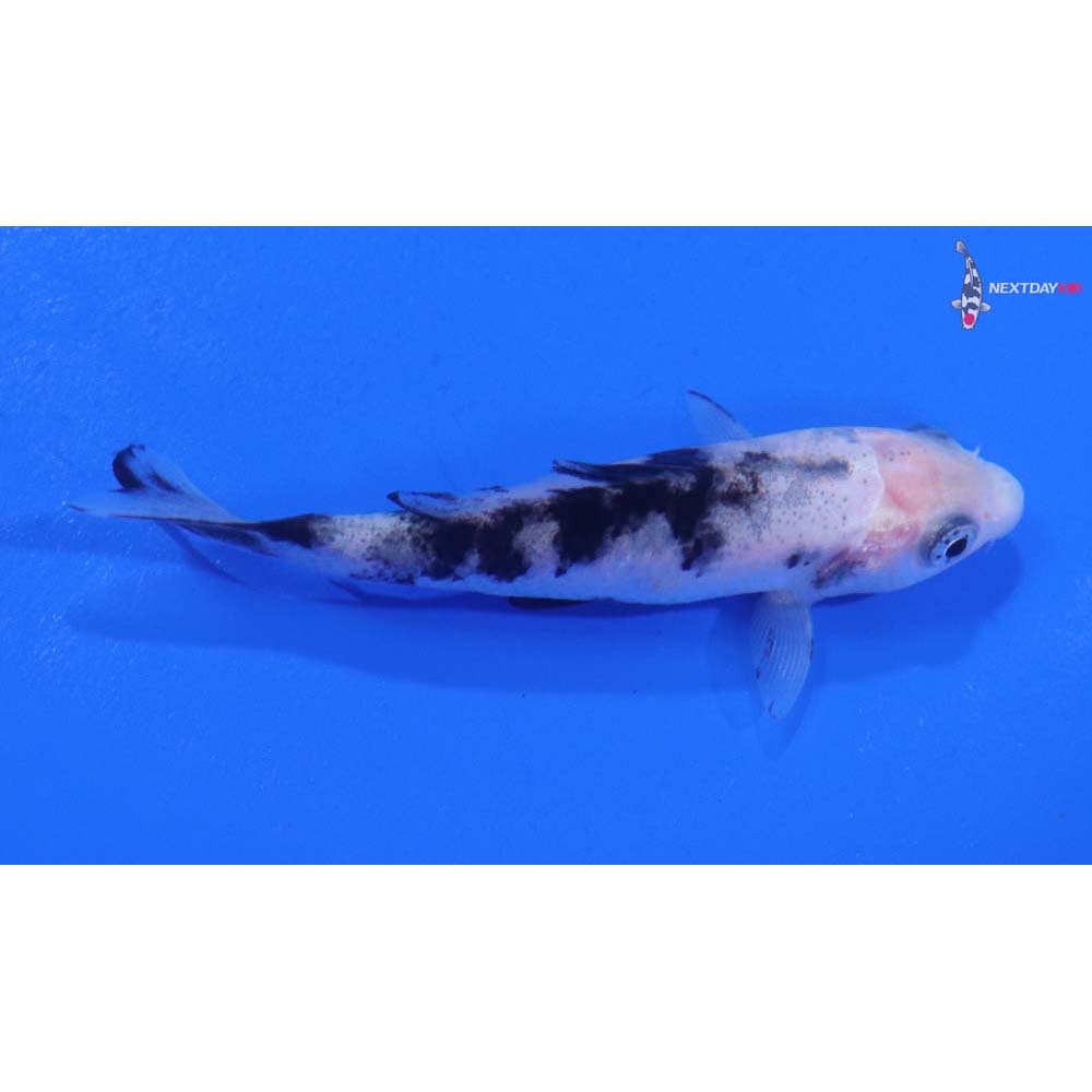 3” Imported Shiro Bekko