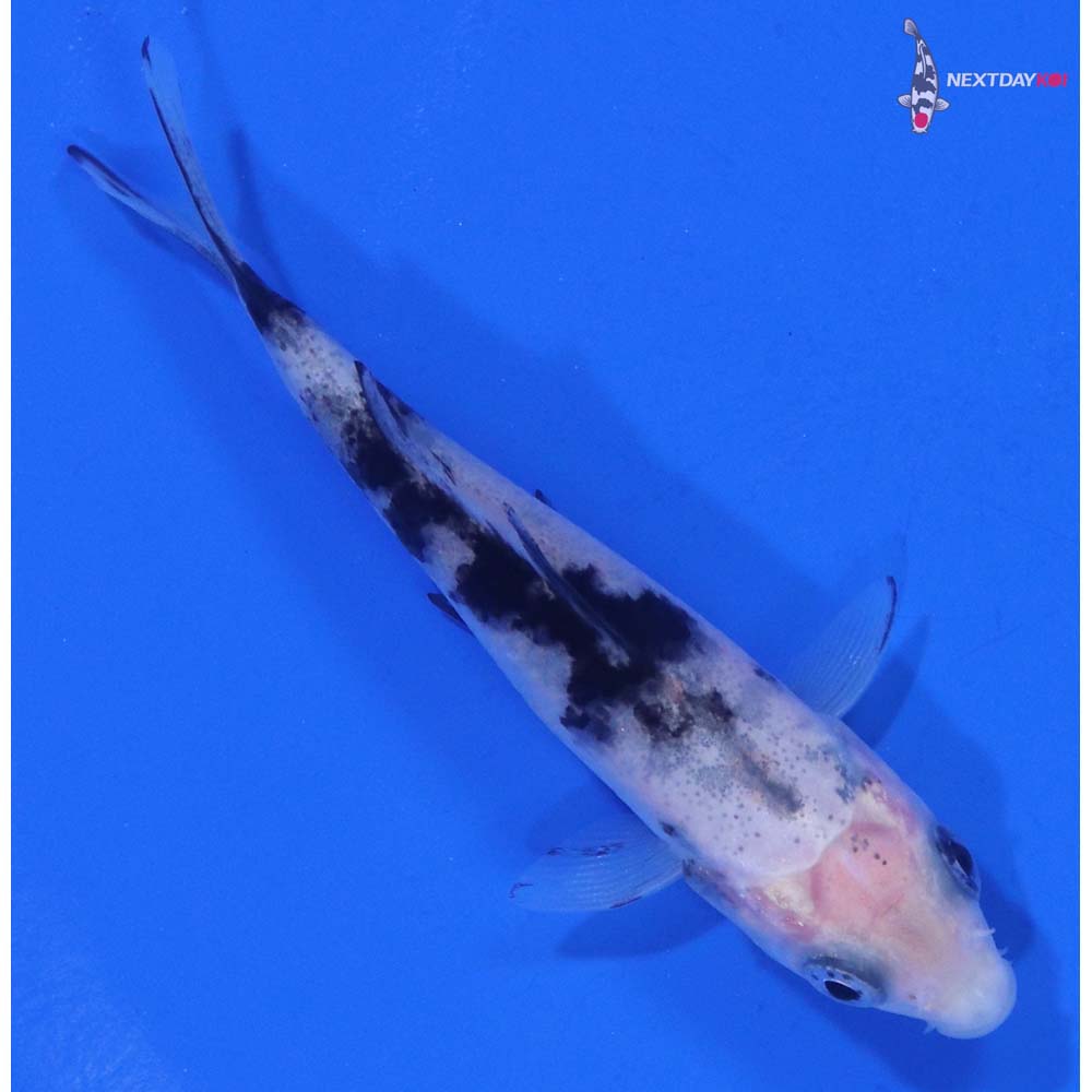 3” Imported Shiro Bekko