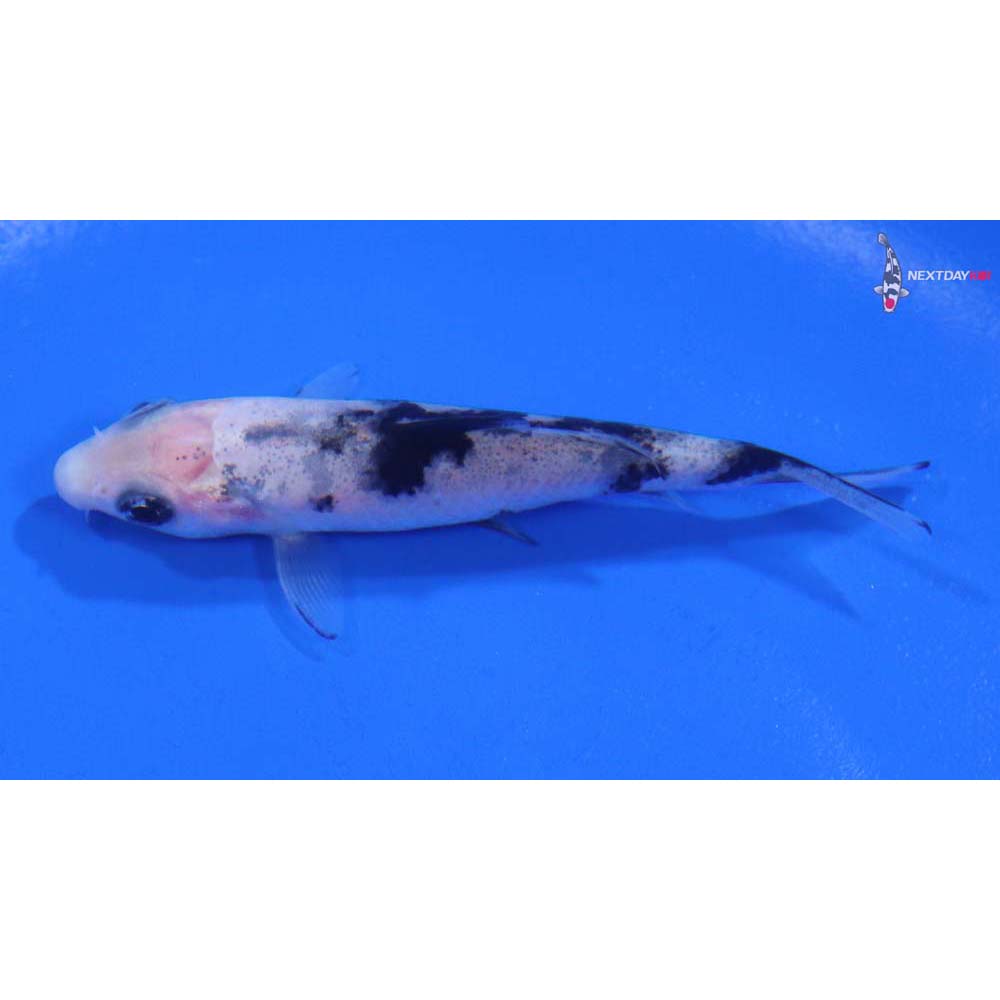 3” Imported Shiro Bekko