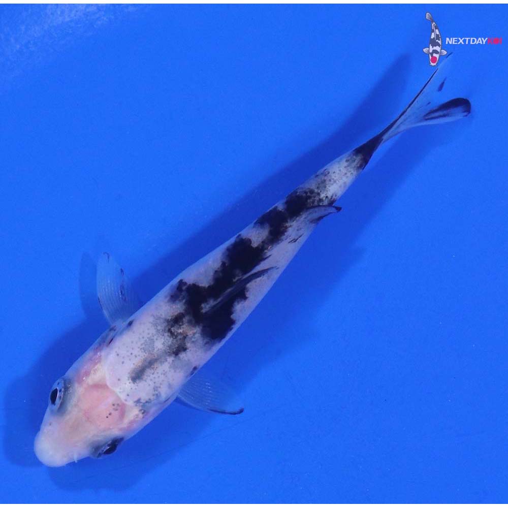 3” Imported Shiro Bekko