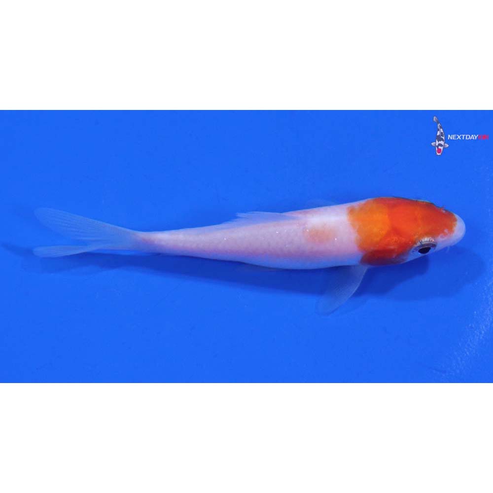 3” Imported Kohaku