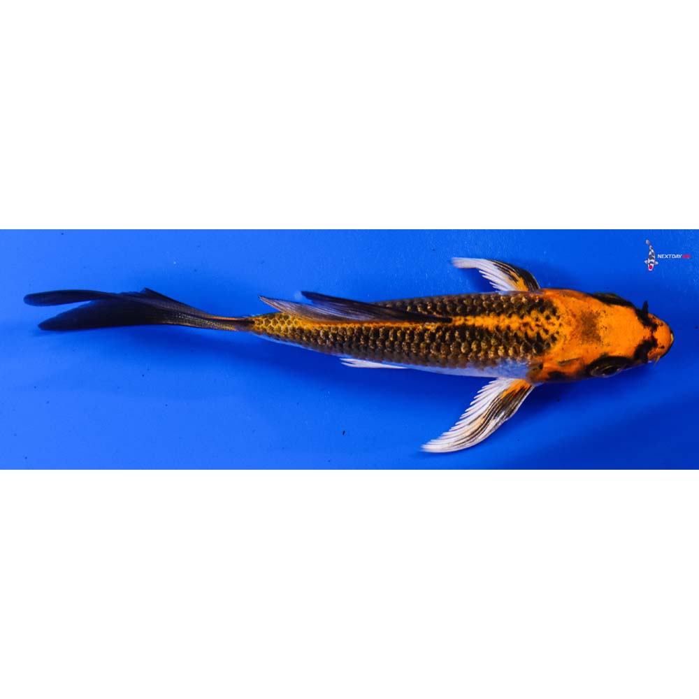 4” Imported Kujaku Butterfly Koi