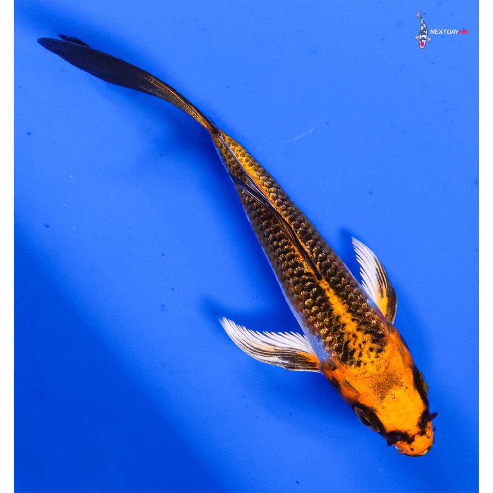 4” Imported Kujaku Butterfly Koi