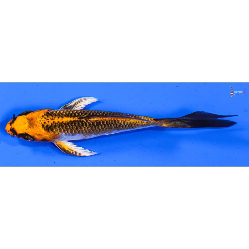 4” Imported Kujaku Butterfly Koi