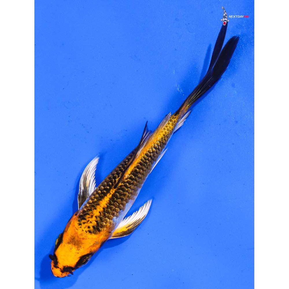 4” Imported Kujaku Butterfly Koi