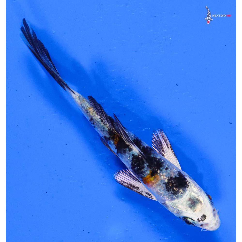 4” Imported Yamato Nishiki Butterfly Koi