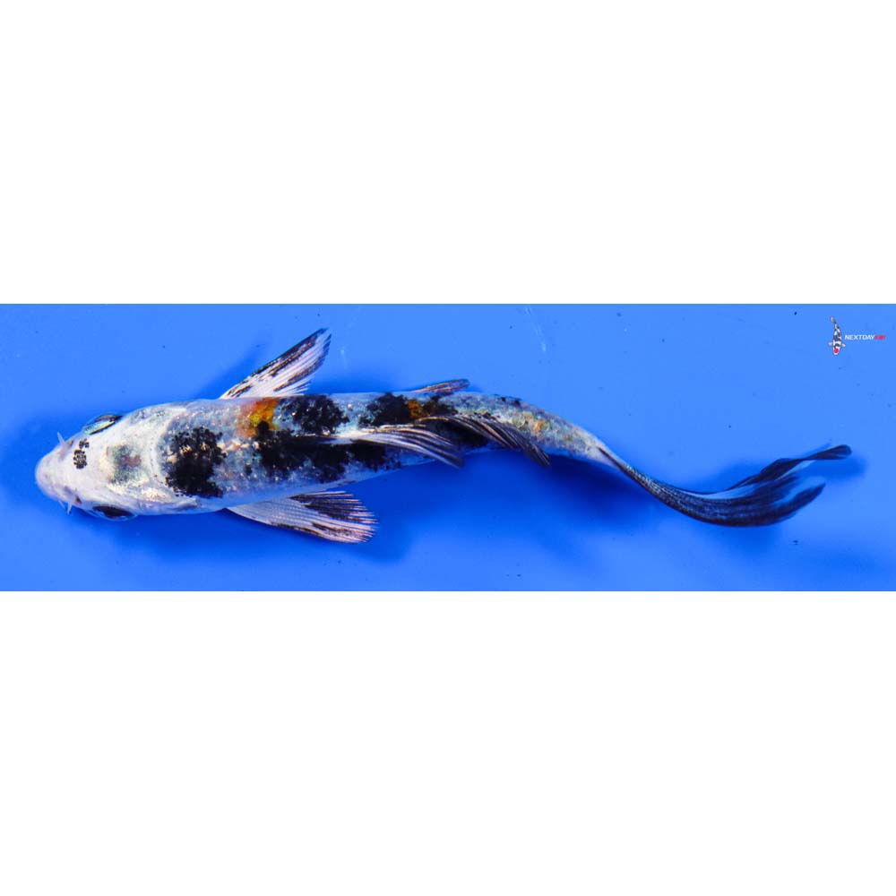 4” Imported Yamato Nishiki Butterfly Koi