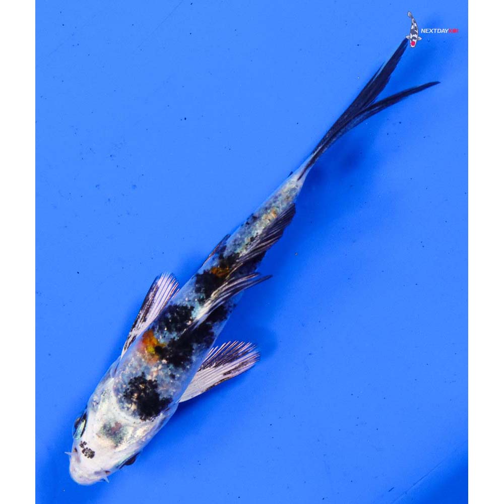 4” Imported Yamato Nishiki Butterfly Koi