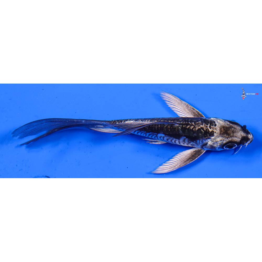 4” Imported Kikokuryu Butterfly Koi